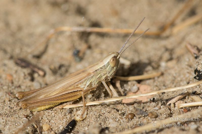 Euchorthippus pulvinatus ♂ - HU, Südliche Grosse Tiefebene, Kecskemét, 08.07.2016