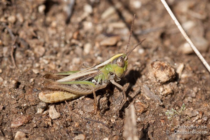 Omocestus petraeus ♂ - FR, Pyrénées-Orientales, Enveitg, 12.08.2009