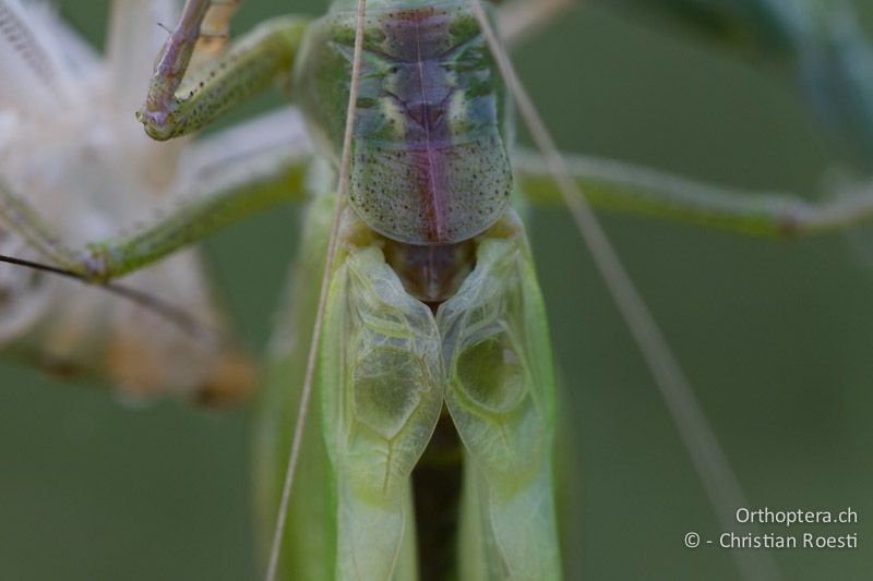 Tettigonia viridissima ♂ bei der Adulthäutung - HR, Istrien, Divšići, 01.06.2014