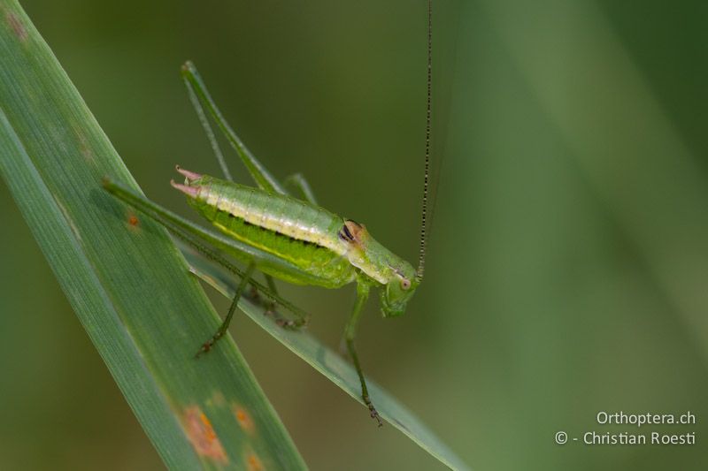 Leptophyes boscii ♂ - HR, Istrien, Vozilići, 13.06.2014