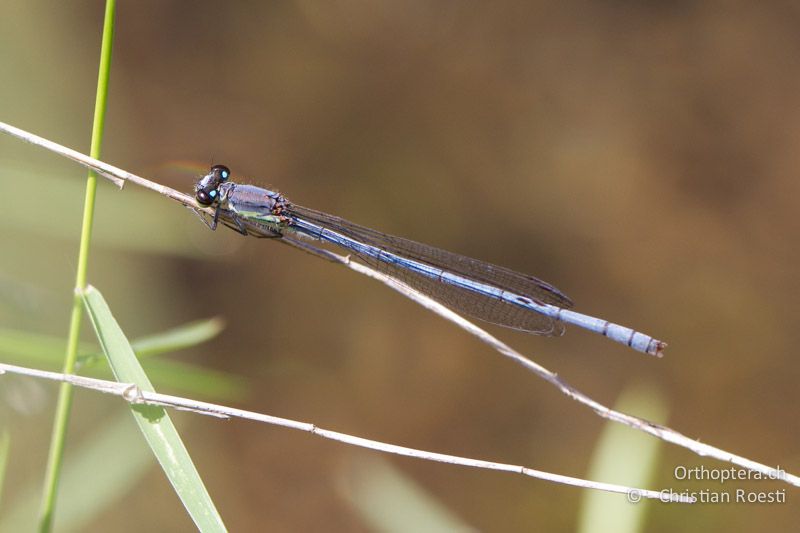 Pseudagrion spernatum, Natal Sprite ♂ alt - SA, Mpumalanga, Graskop, 11.01.2015