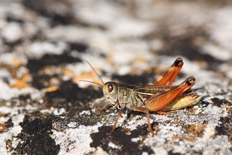 Arcyptera microptera ♂ - BG, Chaskowo, Matochina, 09.07.2018