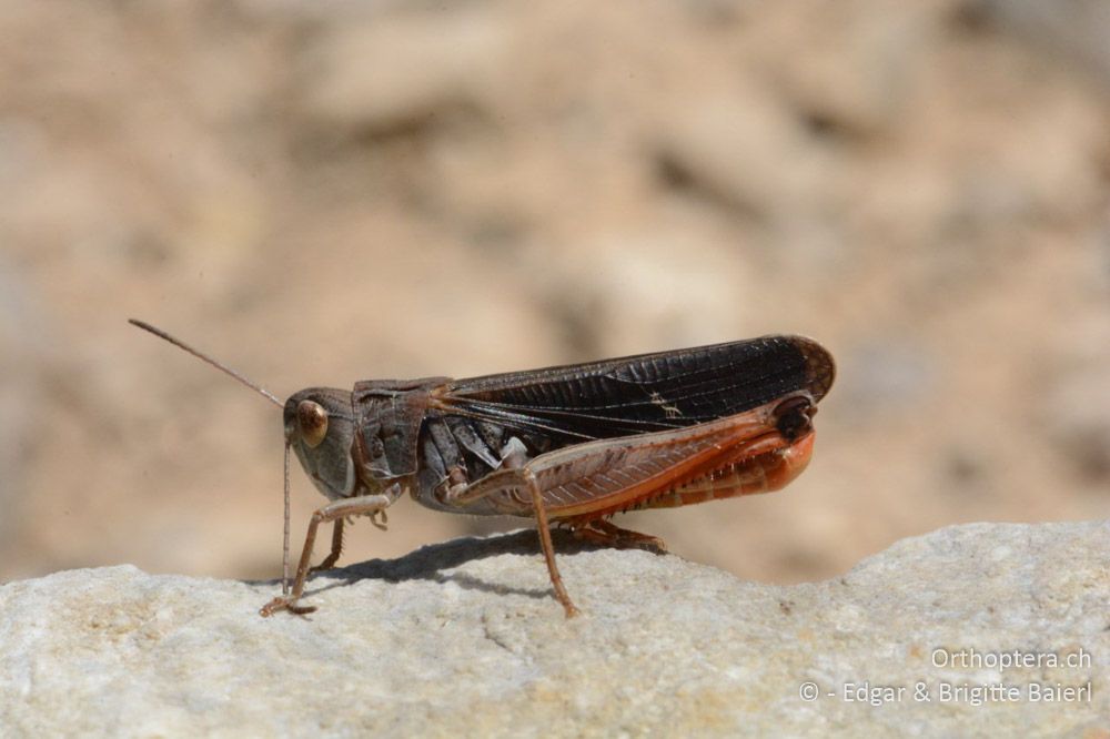 Immer noch nicht sauber! Stenobothrus rubicundulus ♂ - HR, Istrien, Skitača, 24.06.2016