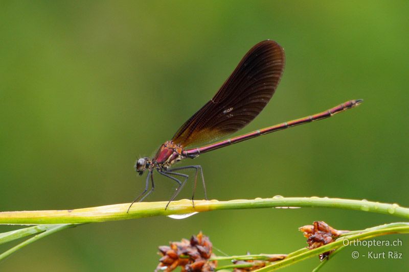 Bronzene Prachtlibelle (Calopteryx haemorrhoidalis) ♂ - FR, Canal de Vergière, 07.07.2014