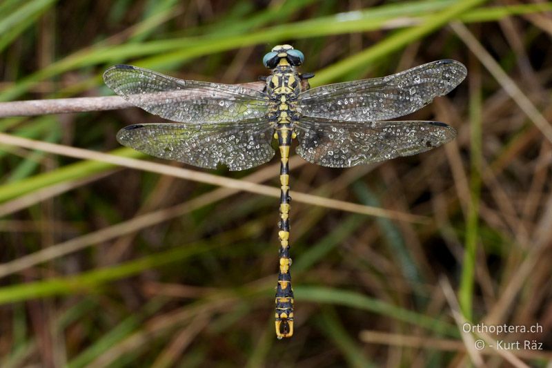 Grosse Zangenlibelle (Onychogomphus uncatus) ♂ - FR, Canal de Vergière, 07.07.2014