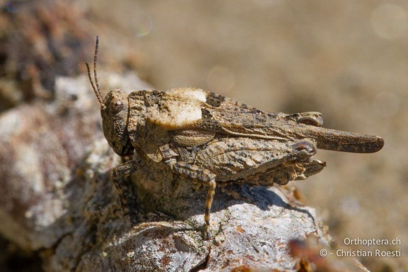 Tetrix depressa ♀ - BG, Krumovgrad, 23.04.2012