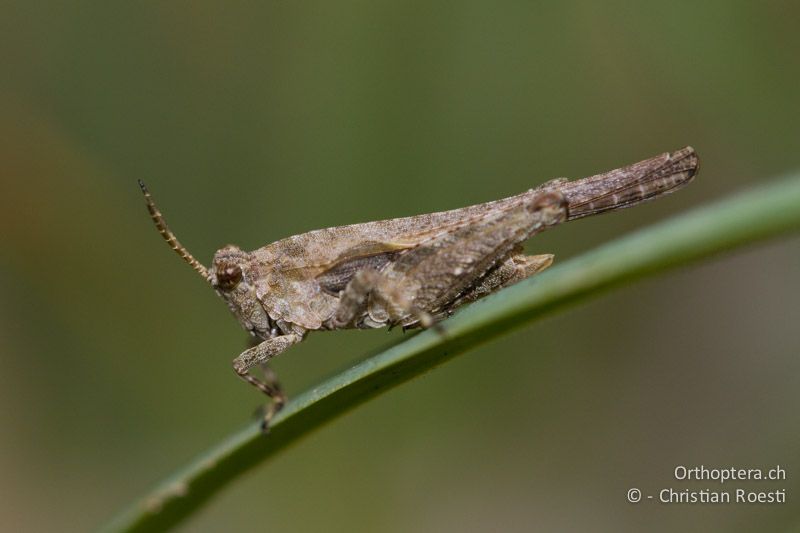 Tetrix ceperoi ♂ - CH, VD, Cudrefin, 06.09.2013