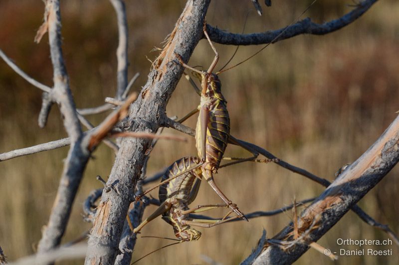 Ephippiger discoidalis, Paarung - HR, Istrien, Premantura, 22.07.2015