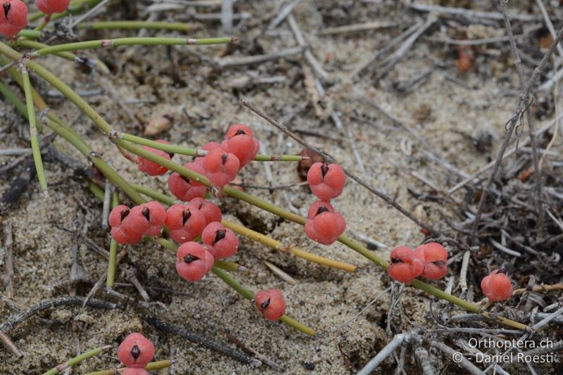 Meerträubchen (Ephedra foeminea) - GR, Zentralmakedonien, Korinos, Strand, 15.07.2017