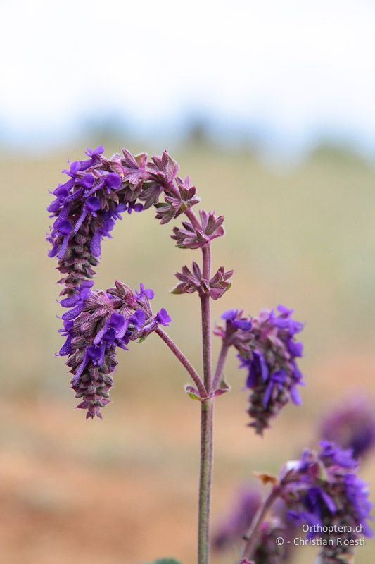 Nickende Salbei (Salvia nutans). Balgarevo am Kap Kaliakra, 27.04.2012 (Vielen Dank für die Bestimmung Bojidar Ivanov)