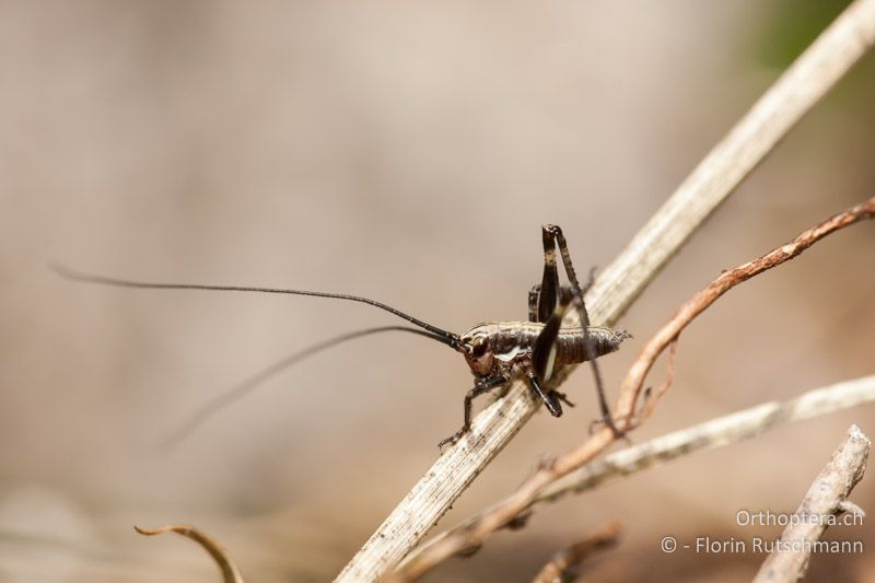 1. Larvenstadium von Antaxius pedestris ♀ - CH, TI, Mergoscia, 01.05.2011