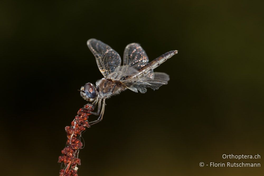 Weibchen des Teufelchens (Selysiothemis nigra) - Westlich von Paramythia, 11.07.2011