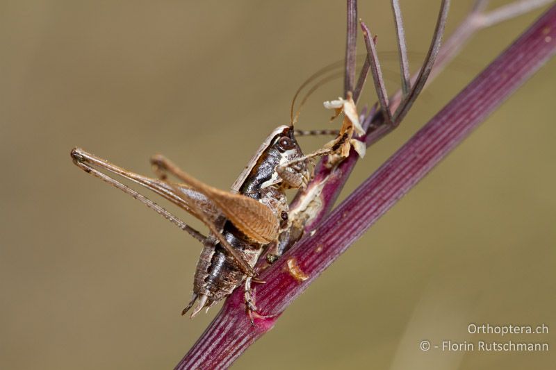 Yersinella raymondii ♂ - IT, Abruzzen, Gessolapena, 06.10.2011