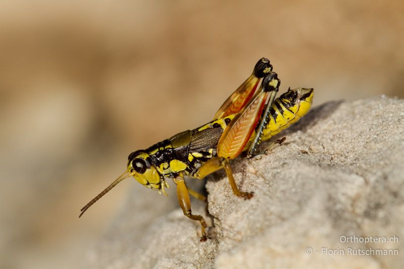 Podisma pedestris ♂ - GR, Ostmakedonien, Mt. Pangeon, 25.07.2012