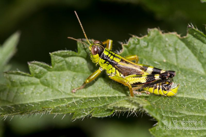 Miramella formosanta ♂ - CH, TI, Mt. Generoso, 15.09.2012