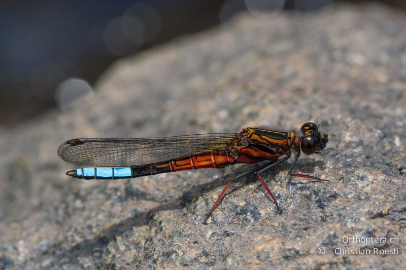 Platycypha fitzsimonsi, Fitzsimon's Jewel ♂ - SA, Mpumalanga, Dullstroom, Field & Stream Lodge, 13.01.2015