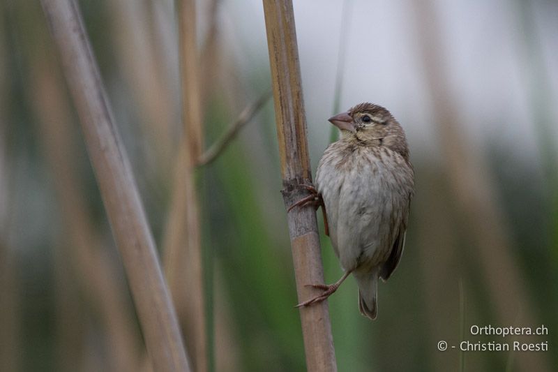 Southern red Bishop (Euplectes orix), junges ♂ - SA, Gauteng, Pretoria National Botanical Garden, 16.01.2015