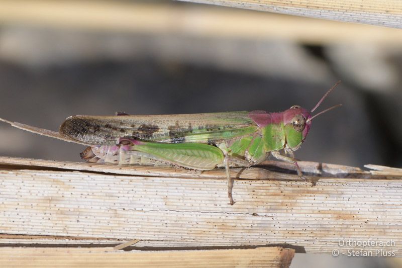 Grüne Strandschrecke (Aiolopus thalassinus) ♀ - GR, Zentralmakedonien, Volvi-See, 04.07.2017