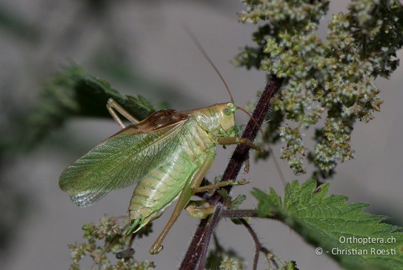 Tettigonia cantans ♂ - CH, BE, Wasen, 11.09.2010