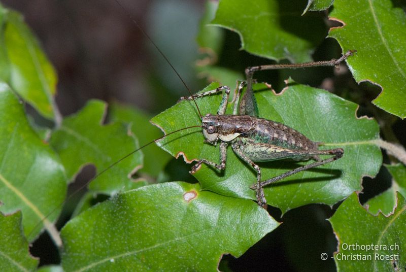 Rhacocleis annulata ♂ - FR, Gard, Anduze, 08.10.2010