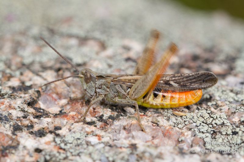 Singendes ♂ von Chorthippus bornhalmi - GR, Westmakedonien, Kratero, 11.07.2013