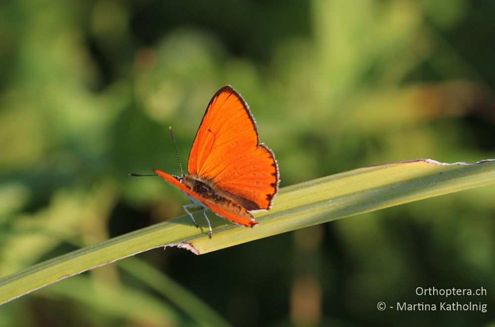 Grosser Feuerfalter (Lycaena dispar) - HR, Istrien, Motovun, 25.07.2015