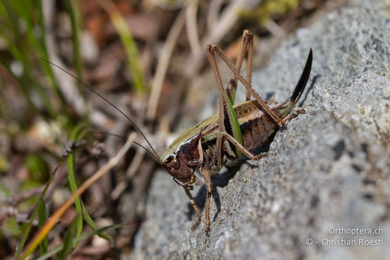 Metrioptera brachyptera ♀ - CH, VS, Riederalp, 02.08.2011