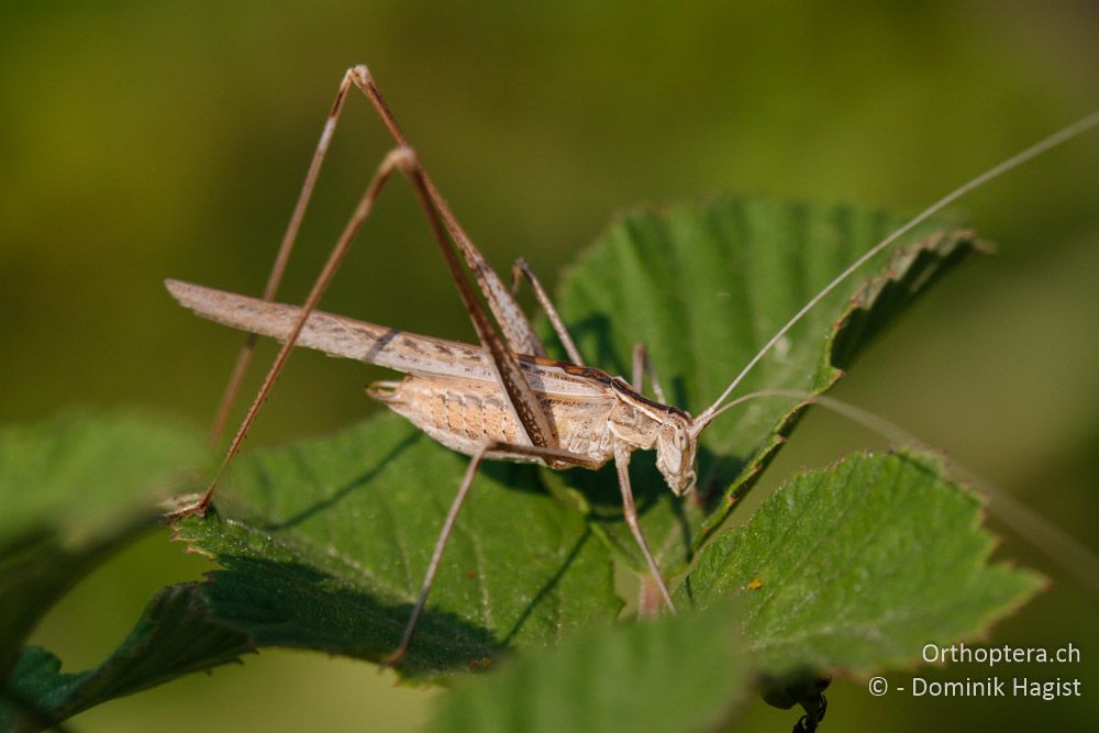 Lilienblatt-Sichelschrecke (Tylopsis lilifolia) - Meteora, 15.07.2011