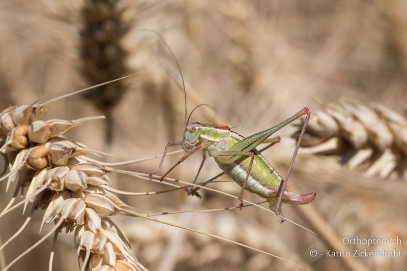 Poecilimon macedonicus ♀ - GR, Zentralmakedonien, Mt. Hortiatis, 04.07.2017