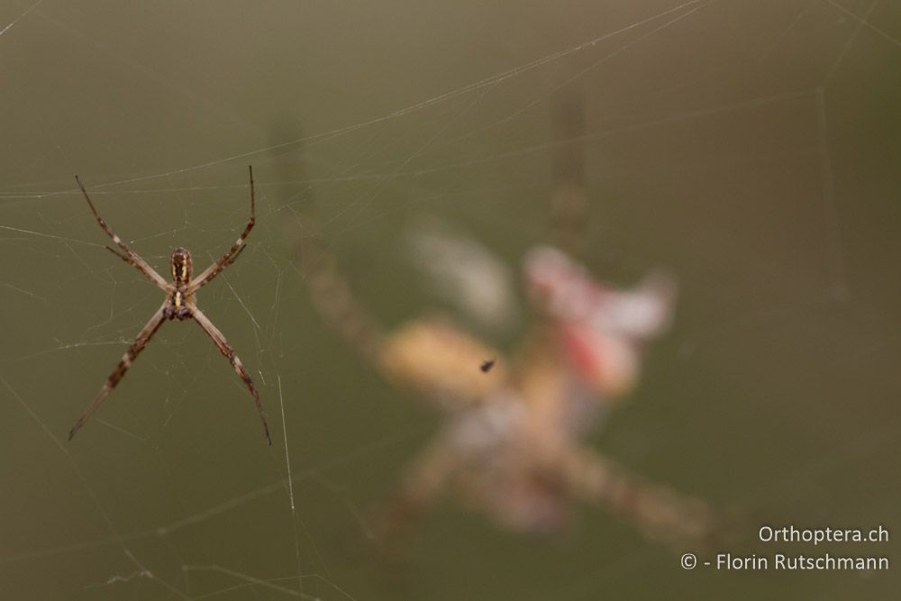 Das kleine Männchen wartet wohl auf eine günstige Gelegenheit - Westlich von Paramythia, 11.07.2011