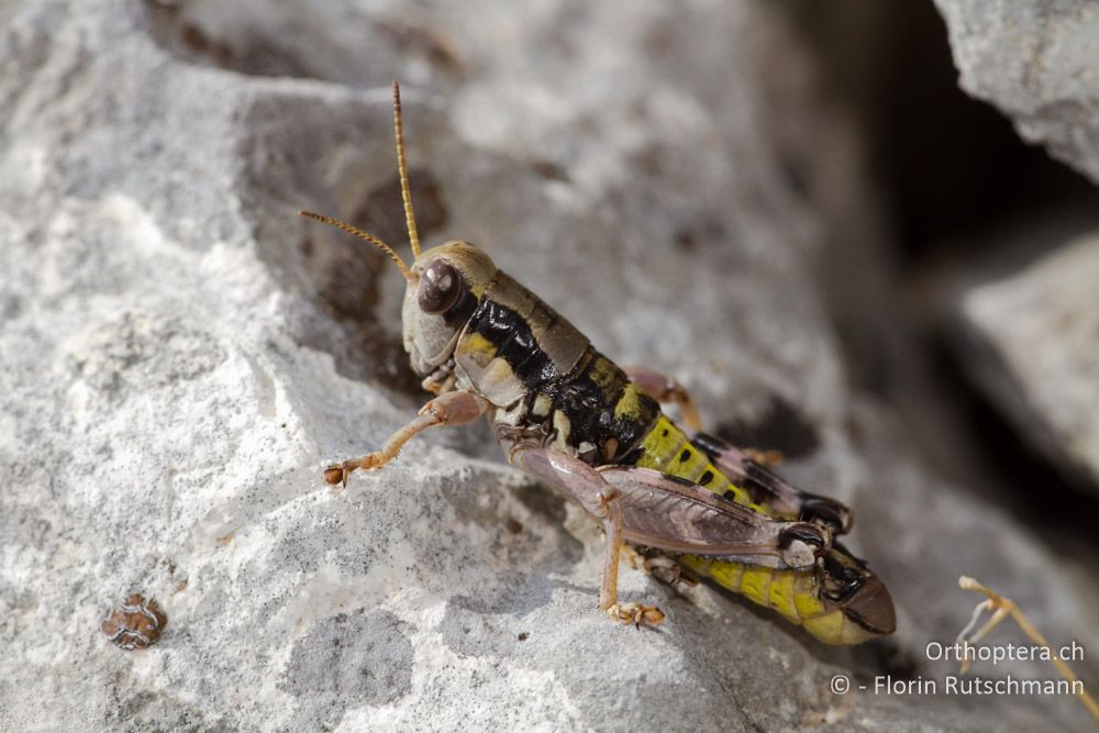 Peripodisma tymphii Männchen - Mt. Tomaros, 13.07.2011