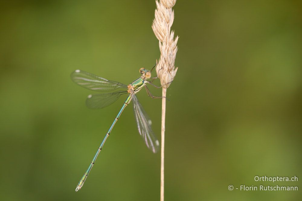 Binsenjungfer (Lestes cf. viridis) ♂ - HR, Istrien, Račja Vas, 01.08.2014