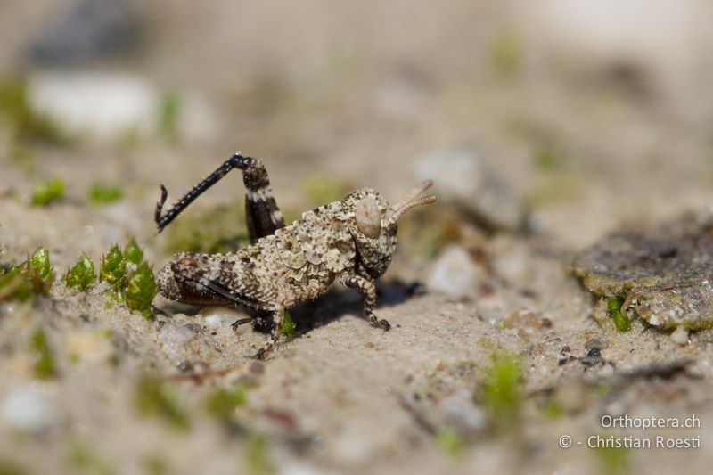 Oedipoda caerulescens im 1. Larvenstadium - IT, Friaul-Julisch Venetien, Spilimbergo, 29.05.2014