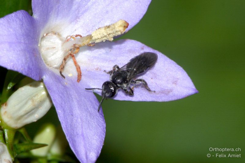 Lasioglossum costulatum - HR, Istrien, Račja Vas, Dol, 24.07.2015