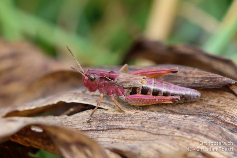 Chorthippus alticola ♀ - SLO, Goriška, Tolmin, Mt. Vogel, 19.09.2016