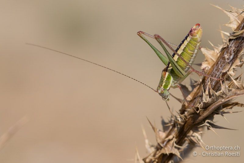 Poecilimon macedonicus ♂ - GR, Westmakedonien, Xino Nero, 10.07.2017