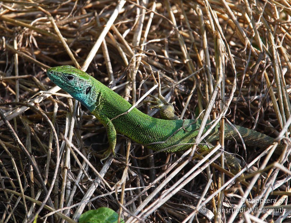 Östliche Smaragdeidechse (Lacerta viridis) ad. ♂ - GR, Zentralmakedonien, Ufer des Strimonas bei Kerkini, 08.07.2013