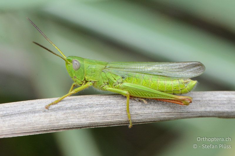 Chorthippus jucundus ♂ - FR, La Grande-Motte, 10.07.2014