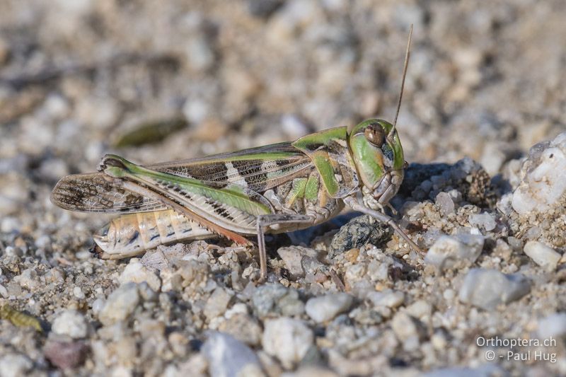 Oedaleus decorus - GR, Zentralmakedonien, Efkarpia, 05.07.2017