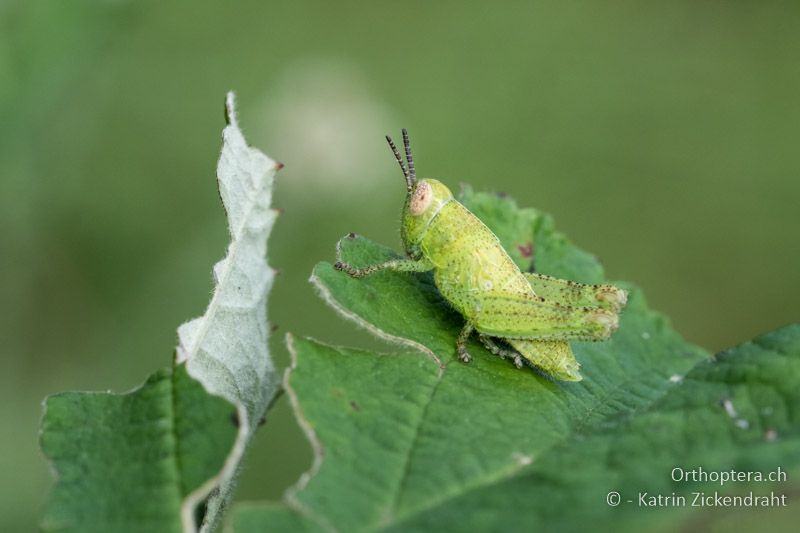 Kleine Braunschrecke (Pezotettix giornae) ♀ Larve - BG, Plowdiw, Belovitsa, 10.07.2018