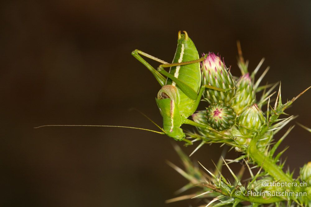 Poecilimon pindos - Smixi, 14.07.2012