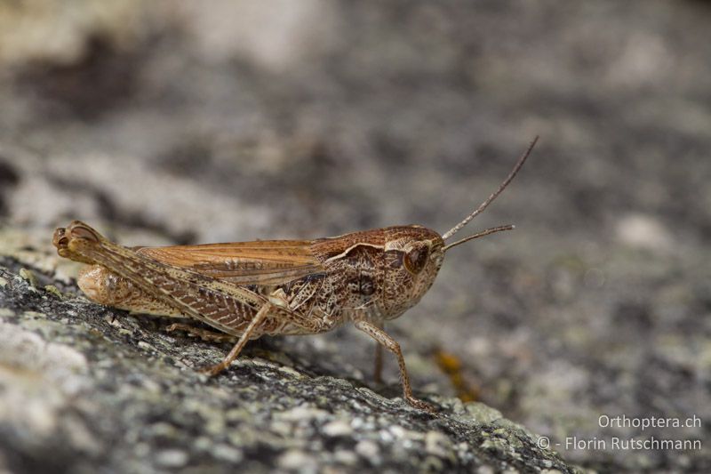 Chorthippus apricarius ♀ - GR, Westmakedonien, Mt. Varnous, 20.07.2012