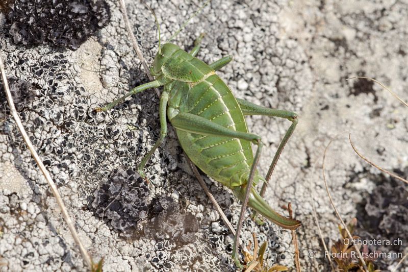 Polysarcus denticauda ♀ - GR, Westmakedonien, Mt. Varnous, 21.07.2012