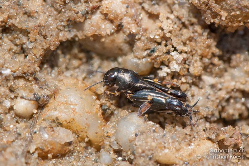 Xya pfaendleri ♂ - AT, Burgenland, Apetlon, Rosaliakapelle, 30.06.2010