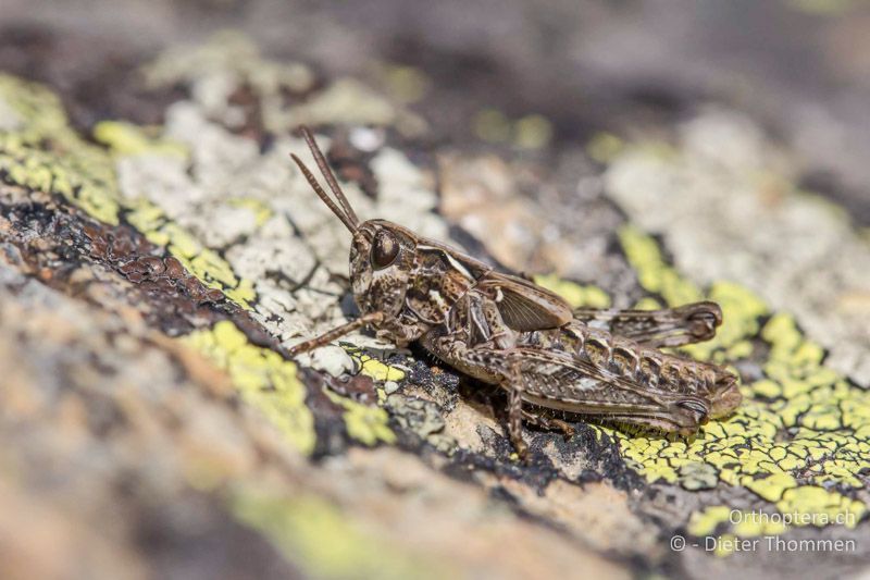 4. Larvenstadium von Myrmeleotettix maculatus ♂ - CH, VS, Zermatt, Gornerli, 30.08.2013