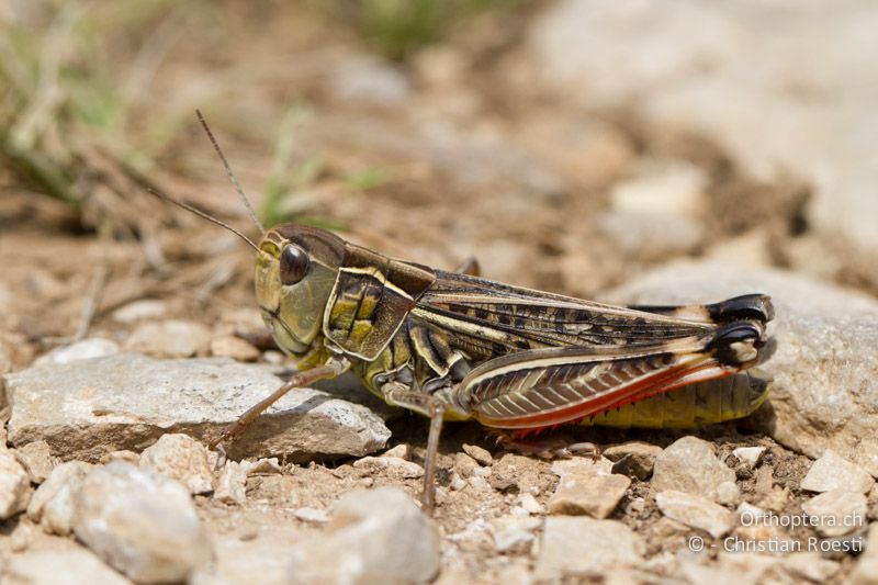 Arcyptera microptera ♀ - HR, Istrien, Salakovci, 13.06.2014