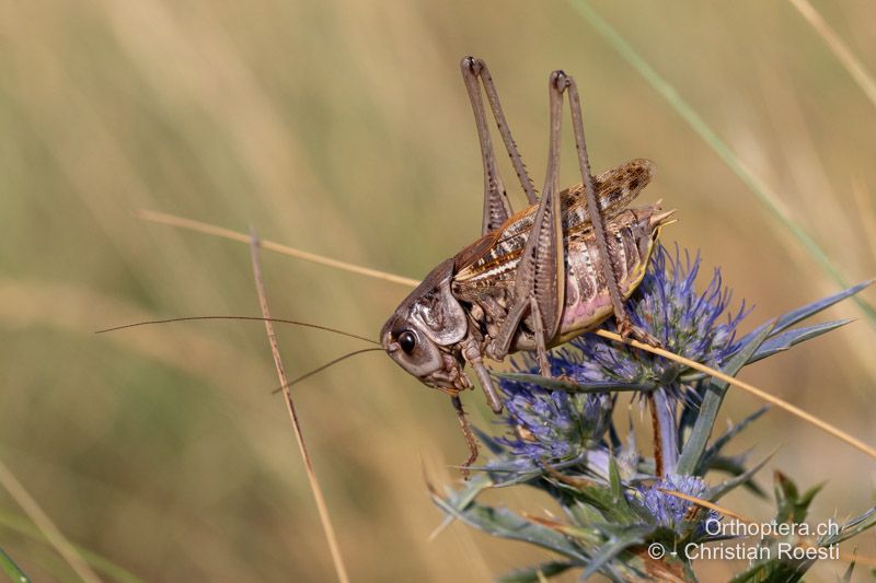 Decticus verrucivorus ♂ - CH, HR, Dalmatien, Senj, 27.07.2022