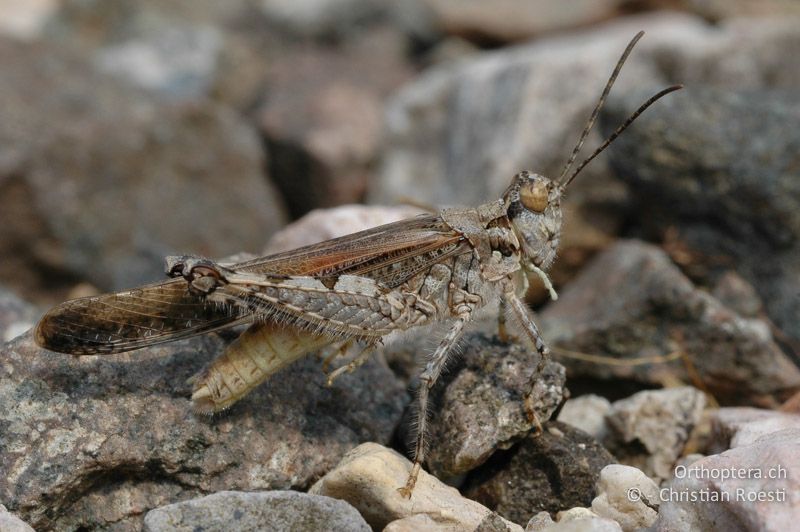 Acrotylus patruelis ♂ - CH, TI, Arzo, 13.09.2006