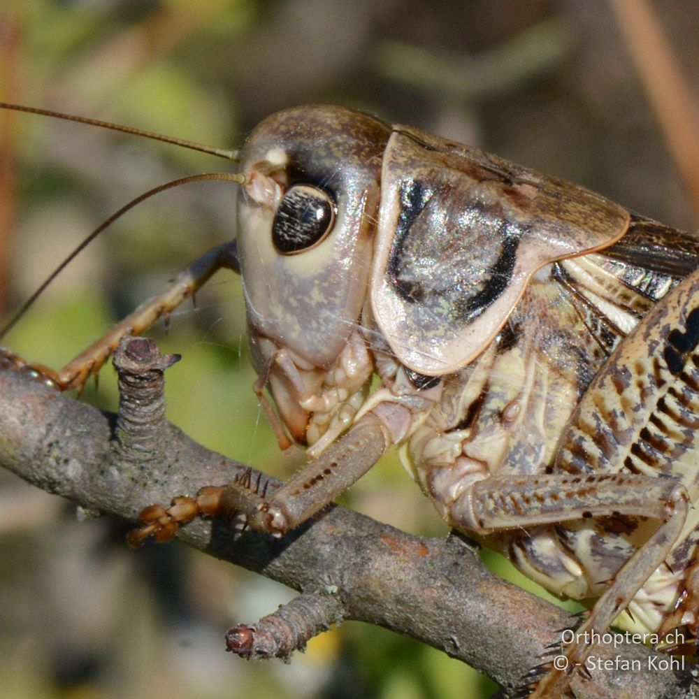 ♂ des Südlichen Warzenbeissers (Decticus albifrons) - GR, Zentralmakedonien, Mt. Hortiatis, 04.07.2013