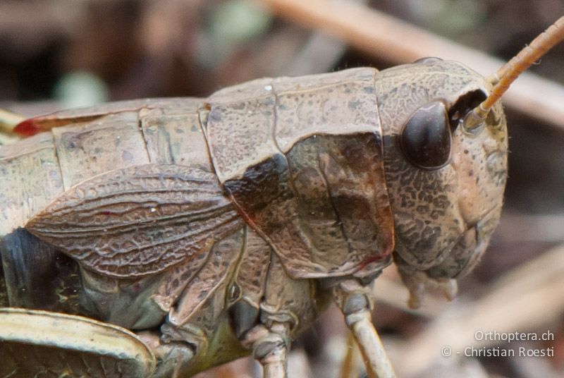 Porträt von Podismopsis keisti ♀. Die Scheitelgrübchen fehlen. Die Halsschild-Seitenkiele sind stark nach innen gebogen. Die Flügel erreichen die Länge des Halsschilds und sind lanzettspitzenförmig.